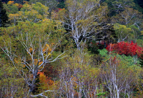 それぞれの紅葉