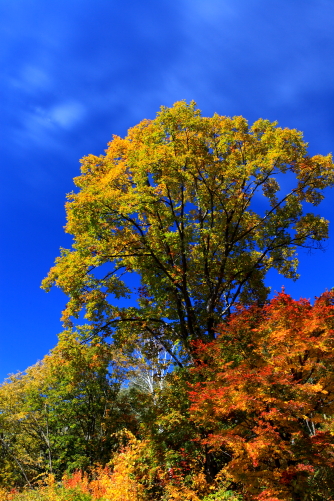 青空に映える紅葉