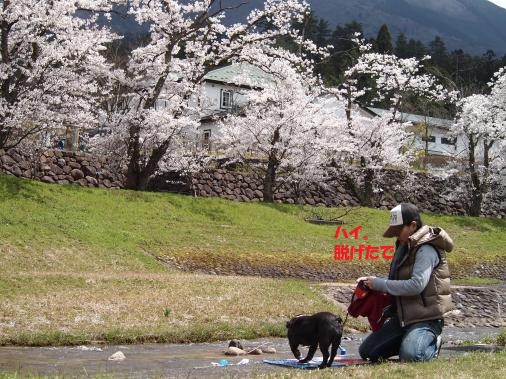 P4142837_convert_20120515111305ペイント