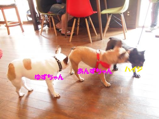 P4293129_convert_20120523100842ペイント