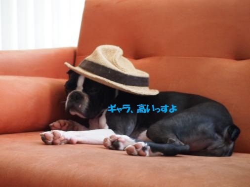 P7080159_convert_20120709101830ペイント