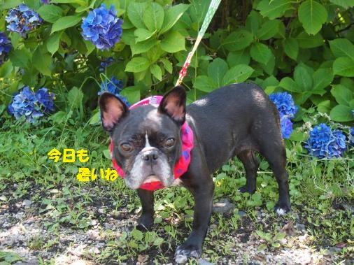 P7220262_convert_20120731100239ペイント