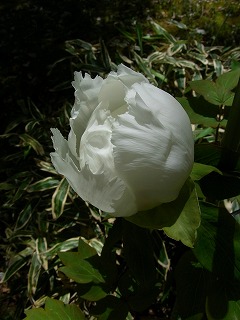 RIMG0015.jpg