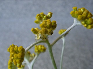 RIMG0101.jpg