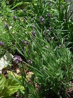RIMG0112_20130531113227.jpg