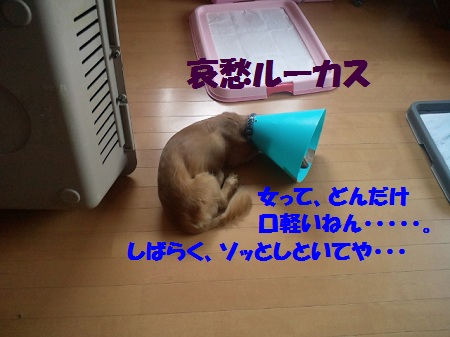 2012081811300000.jpg