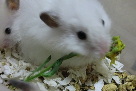 キャベツの花♪201205023