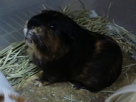 クロロ君白君♪201205291