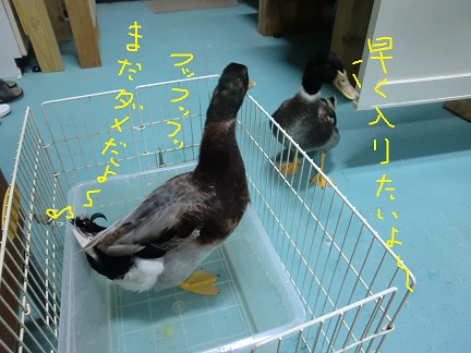 アイガモ♪201209255