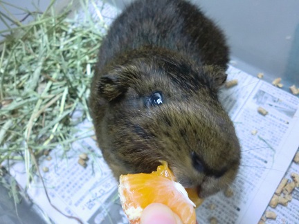 カピ君♪201301093