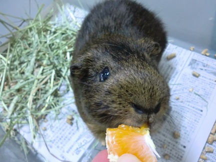 カピ君♪201301092