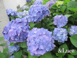 ha5_20130607105043.png