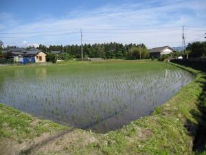 IMG_3170_convert_20120531202129.jpg