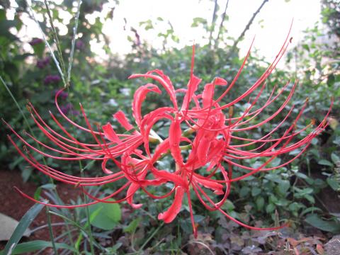 IMG_4708_convert_20121002232807.jpg