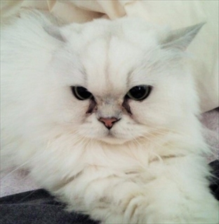 nyanmiro92.jpg