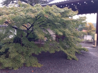 足元までもみじ