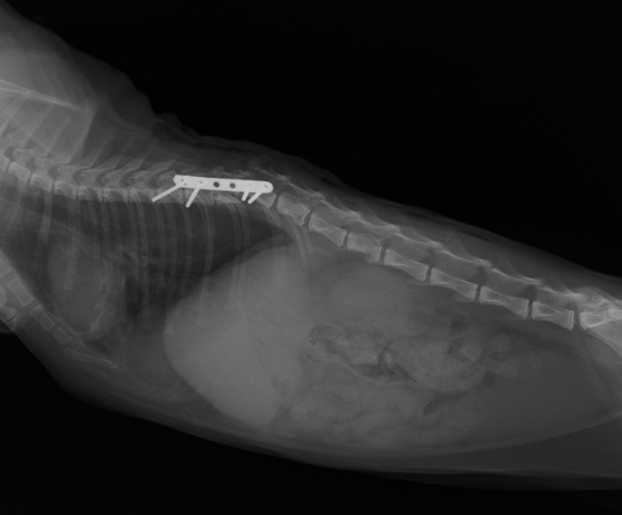 猫椎体骨折3