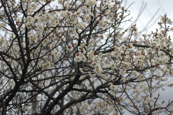 DSC_1053.jpg