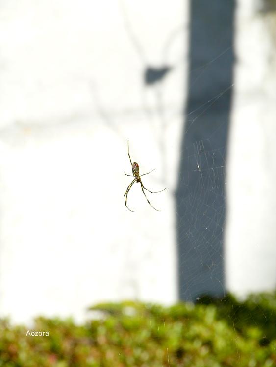 P1110635蜘蛛