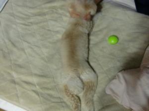 CIMG5229_convert_20120929173254.jpg