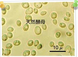 天然酵母