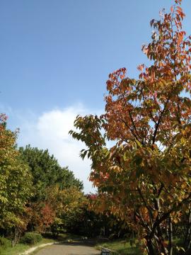 IMG_2207_convert_20121108213446.jpg