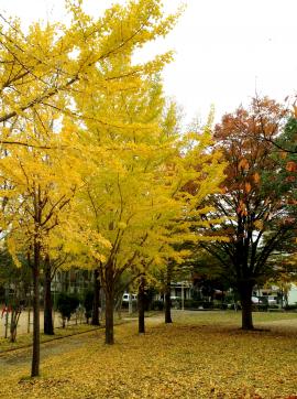 IMG_2451_convert_20121118200204.jpg