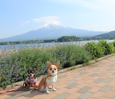 富士山13
