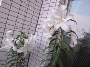 IMG_0023_convert_20120731190509.jpg