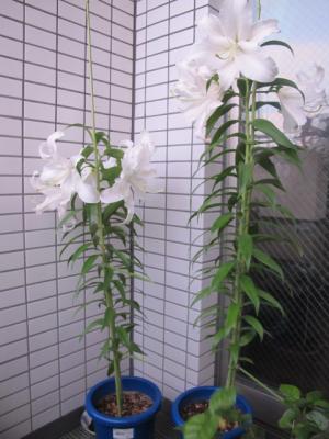 IMG_0024_convert_20120731190524.jpg