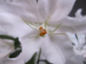 IMG_0026_convert_20120731190538.jpg