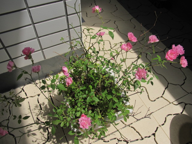 IMG_0027.jpg