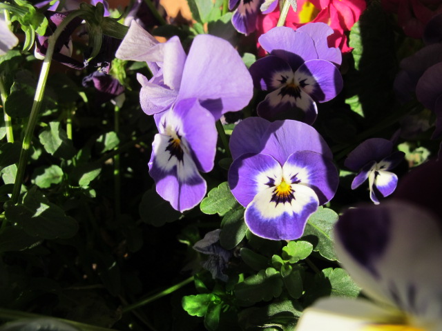 IMG_0079_20130218214502.jpg
