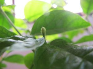 IMG_0085_convert_20120721184849.jpg