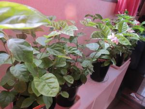 IMG_0154_convert_20120801224501.jpg