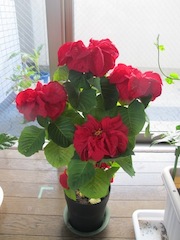 IMG_0188.jpg