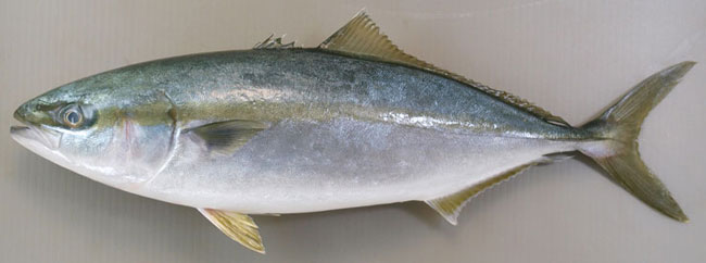buri.jpg