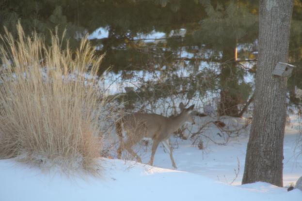 deer1.jpg
