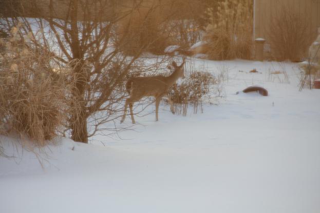 deer2.jpg
