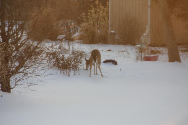 deer3.jpg