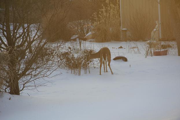deer4.jpg