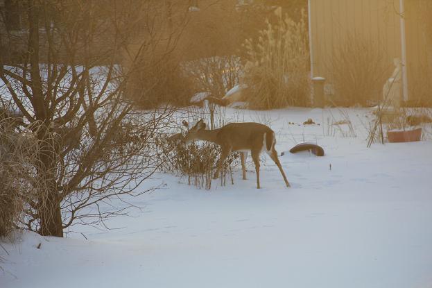 deer5.jpg