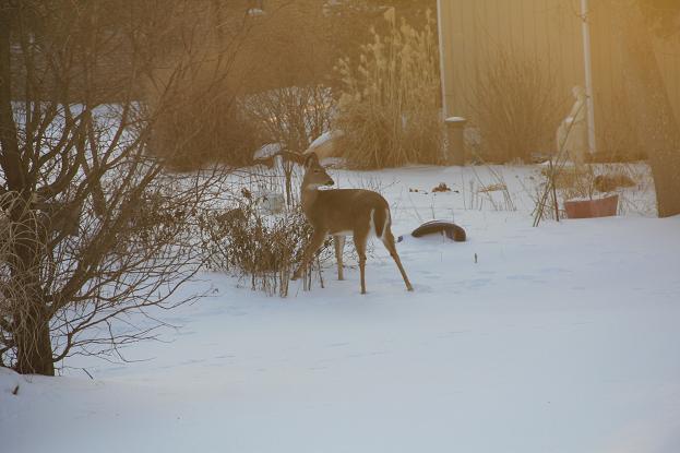 deer6.jpg