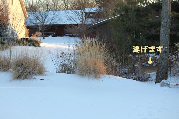 deer7.jpg