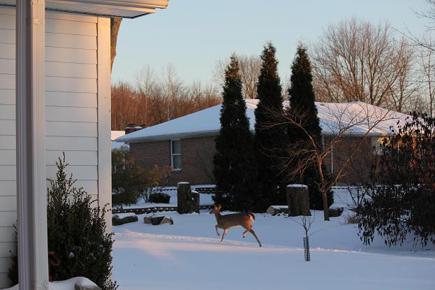 deer8.jpg