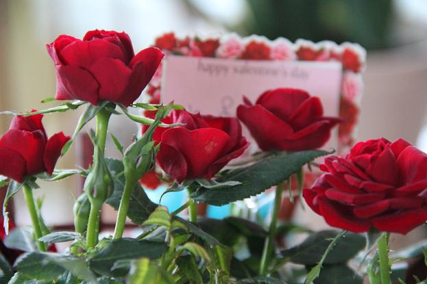hvd142.jpg