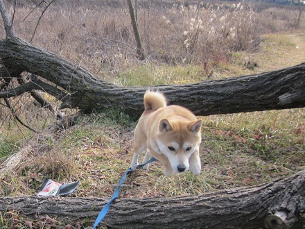 2013成人1