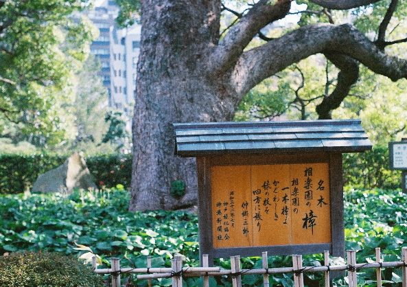相楽園 名木♪ m