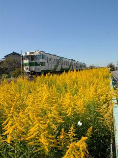 郡山・出張専門足つぼ足もみ士_たけろぐ_あなたと健康~薬害も流す_せいたかあわだち草