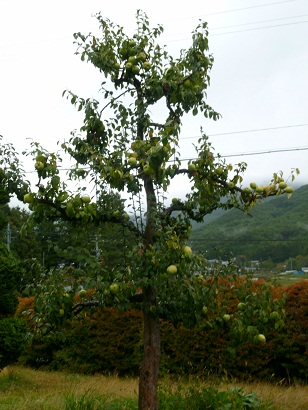 花梨(2012)